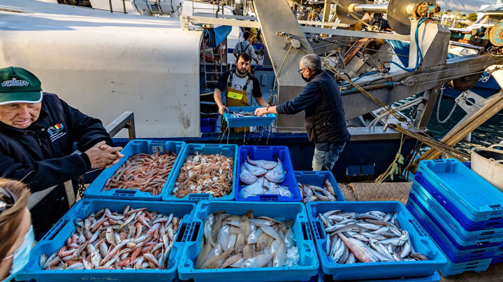 pechetourisme-espagne.fr Villajoyosa: visite du port et du marché aux poissons